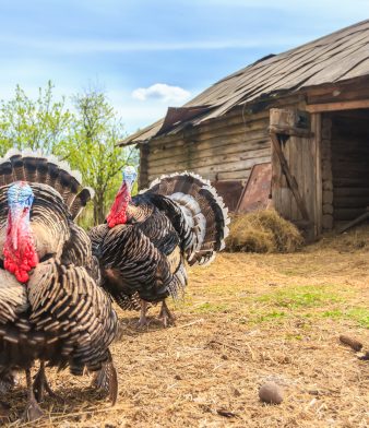 Blog - Thumbnail Image